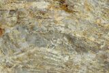 Polished Archean Laminar Stromatolite Section - Montana #326180-1
